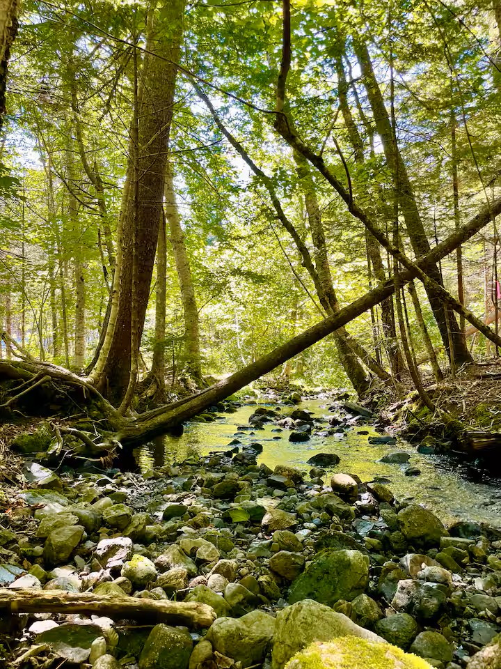 Crystal clear brook with cocoon tent hanging above