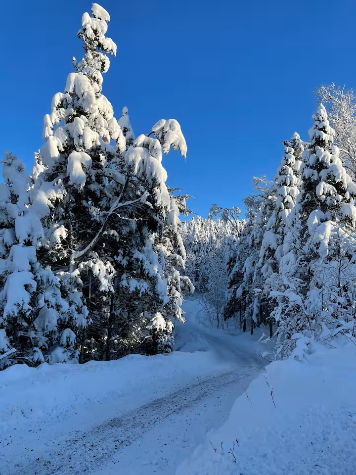 Snow-covered forest trail with blue sky